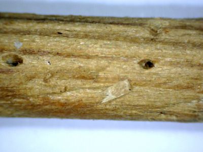 wormgaten stapel viool Paul L wormgaten stapel viool Paul L